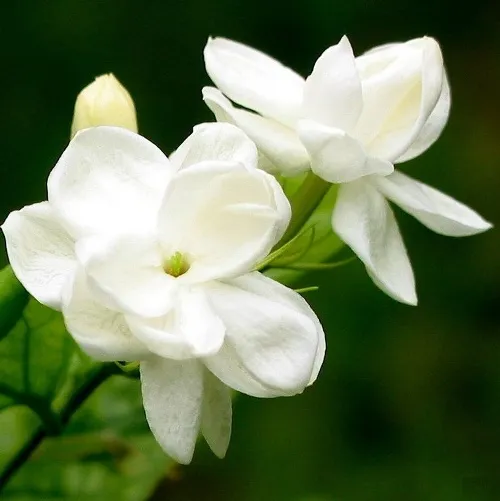Jasmine Absolute 2